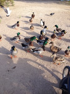 ducks