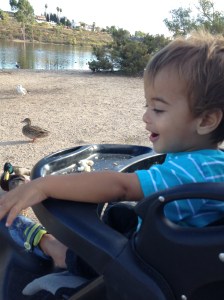 feeding ducks 4
